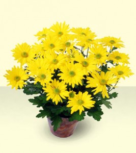 chrysanthemum1_1